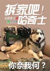 拆家吧！哈士奇